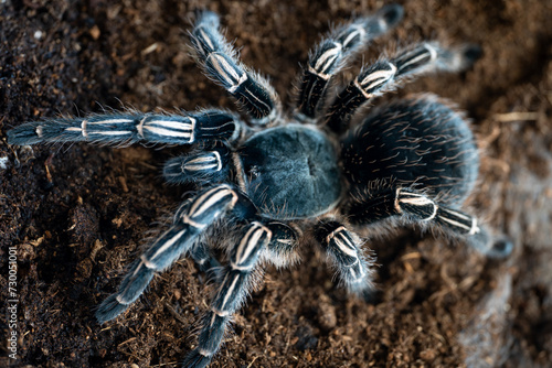 Costa Rican zebra tarantula Aphonopelma seemanni photo