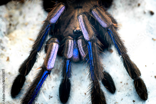 Electric blue tarantula Chilobrachys natanicharum photo