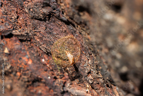 Selective focus  pupa wrapped in a circular web next to a natural tree trunk in the morning.