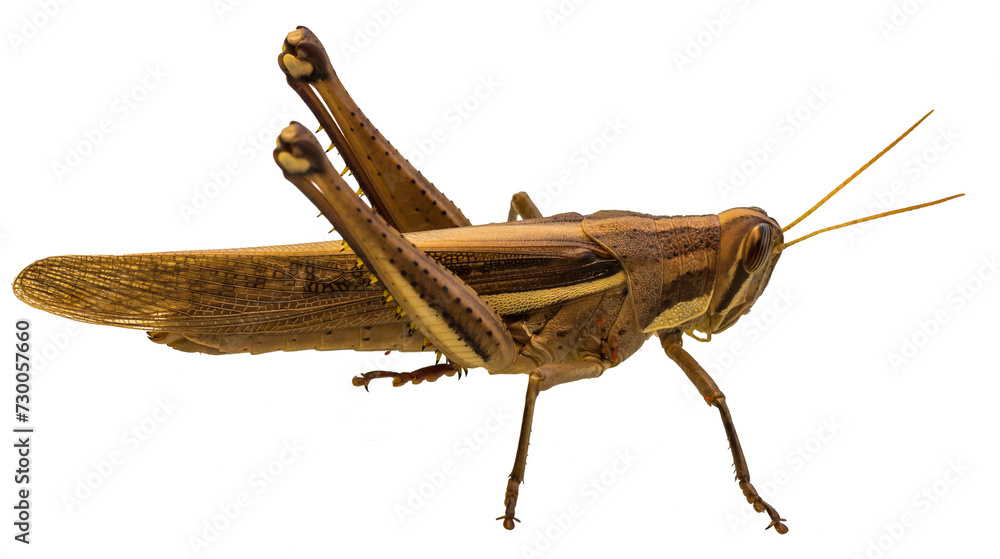 Close-up of brown cricket on transparent background. Close-up of brown cricket on transparent background.