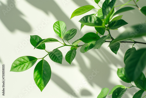 Fresh green leaves of a plant casting soft shadows on a clean white background  symbolizing growth and purity.