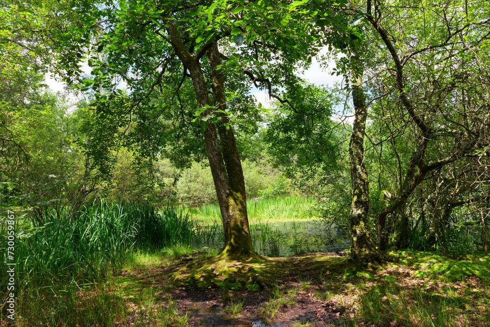 Fototapeta premium The Fairy pond, spring season in Fontainebleau forest.