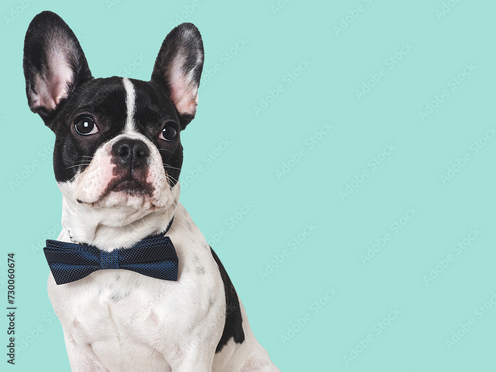 Cute puppy and bright bow tie. Close-up, indoors. Concept of beauty and fashion. Studio shot, isolated background. Congratulations for family, loved ones, relatives, friends and colleagues. Pets care