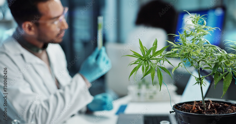 Scientist, people and cannabis research, marijuana analysis or weed for medicine solution, data collection or healthcare. Medical expert or man with natural CBD, plants growth or laboratory test tube - obrazy, fototapety, plakaty 