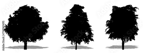 Set or collection of Magnolia Grandiflora trees as a black silhouette on white background. Concept or conceptual vector for nature  planet  ecology and conservation  strength  endurance and  beauty