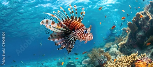 Bali's lionfish in the sea.