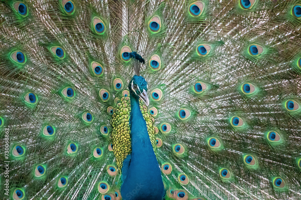 Obraz premium Portrait and close up of peacock showing its beautiful feathers