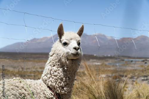 vicugna in andean landscape photo