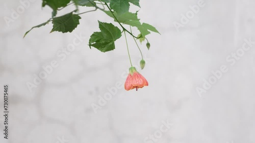 Abutilon pictum commonly known as Redvein Abutilon, Red Vein Indian Mallow, Redvein Flowering Maple, Chinese lantern or Red vein Chinese lanterns, is a species of Abutilon in the Malvaceae family photo