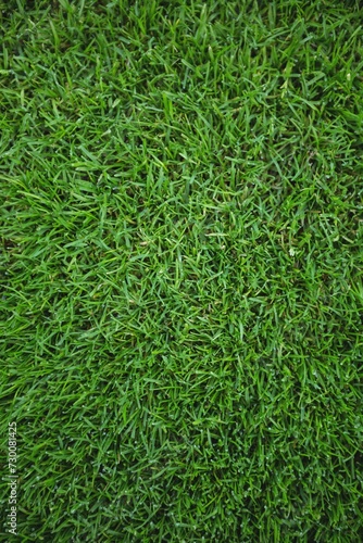 Green Grass Field Background 5