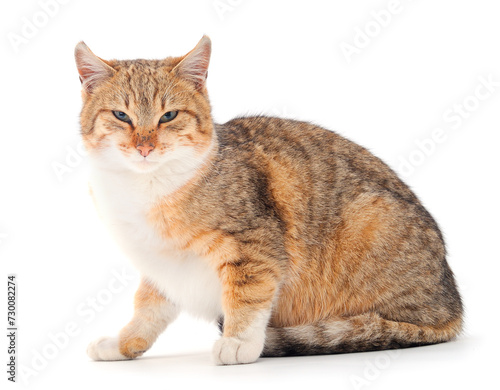 Wallpaper Mural Brown house cat. Torontodigital.ca