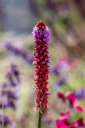 A close up of a primula vialii flower in the summer sunshine photo