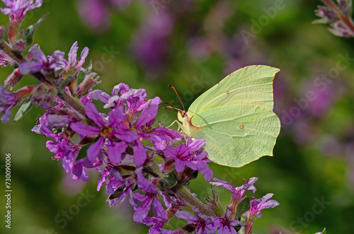 Brimstone butterfly on purple-coloured flower. Gonepteryx rhamni. © TAMER YILMAZ