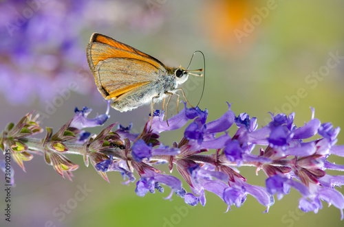 Small Skipper butterfly on the flower. Thymelicus sylvestris photo