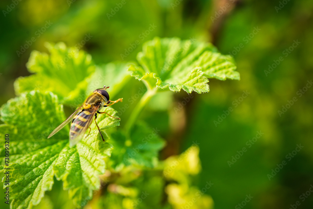 A hoverfly resting on a gooseberry leaf A hoverfly resting on a gooseberry leaf