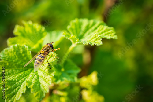 A hoverfly resting on a gooseberry leaf © FrederickAllaerts