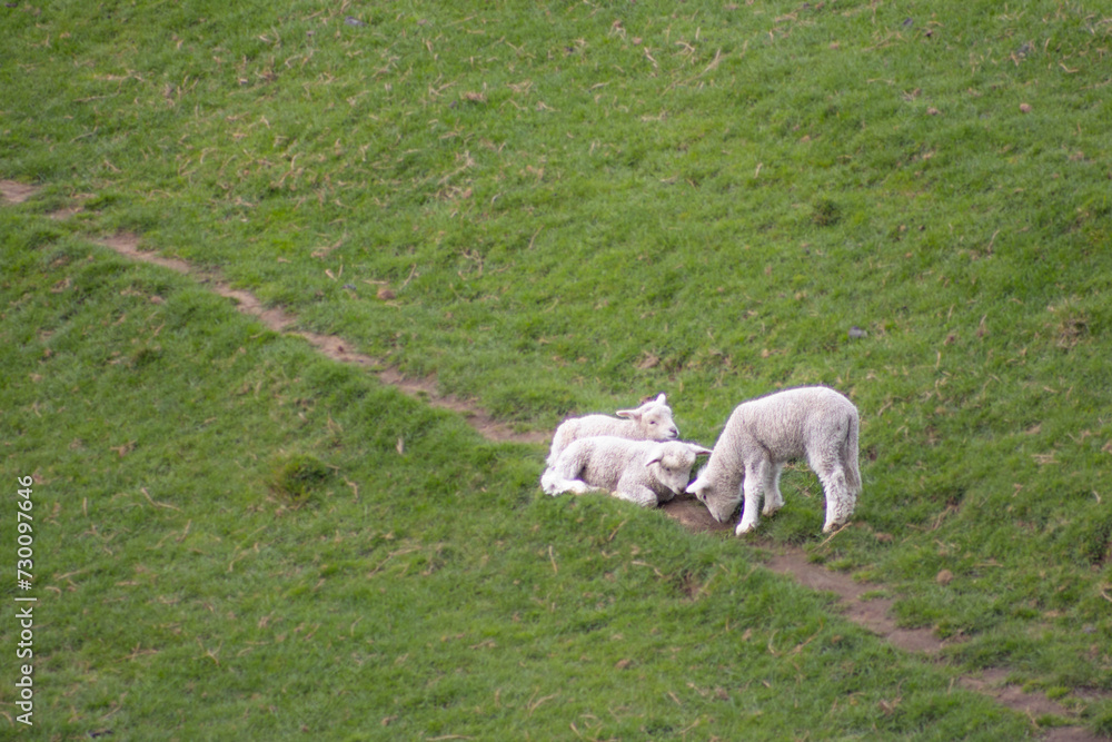 Obraz premium sheep grazing with lambs in green orchard on north island of new zealand