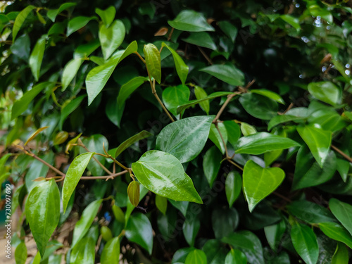 Wallpaper Mural red betel leaf plant on a green plant background Torontodigital.ca