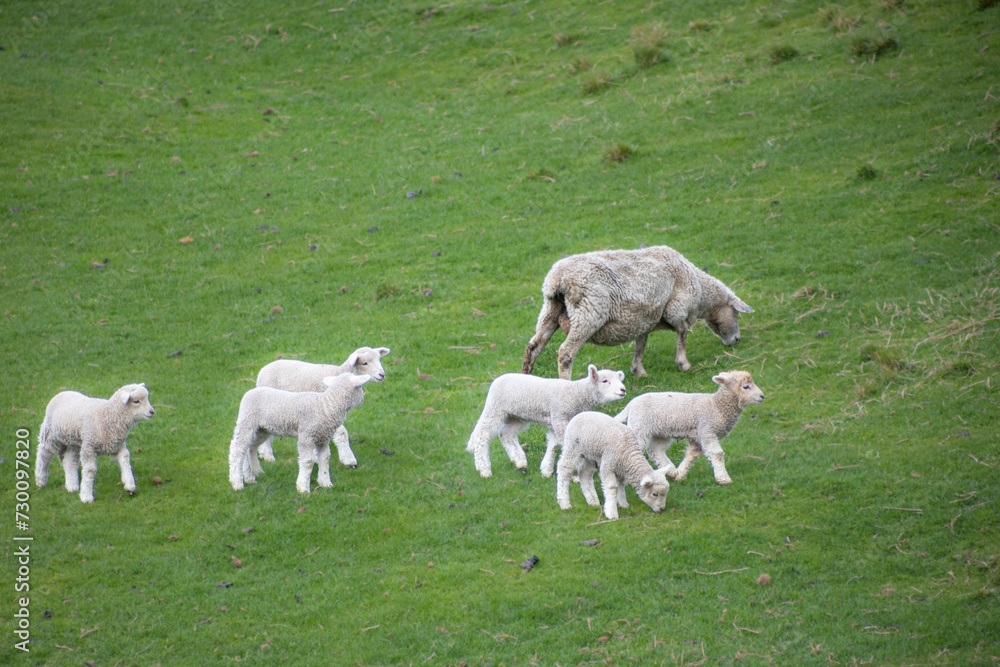 sheep grazing with lambs in green orchard on north island of new zealand sheep grazing with lambs in green orchard on north island of new zealand