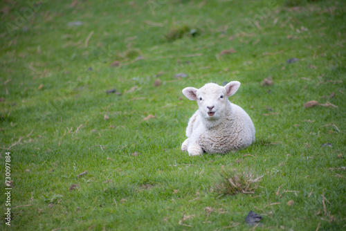 lamb sitting in green orchard in countryside of new zealand