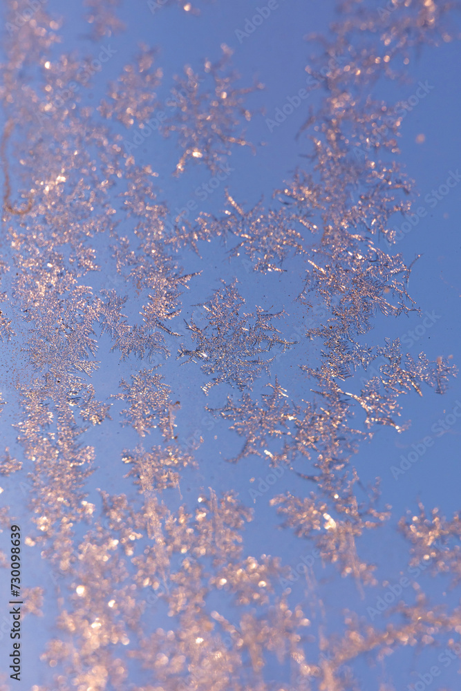 The frozen flowers on the window The frozen flowers on the window