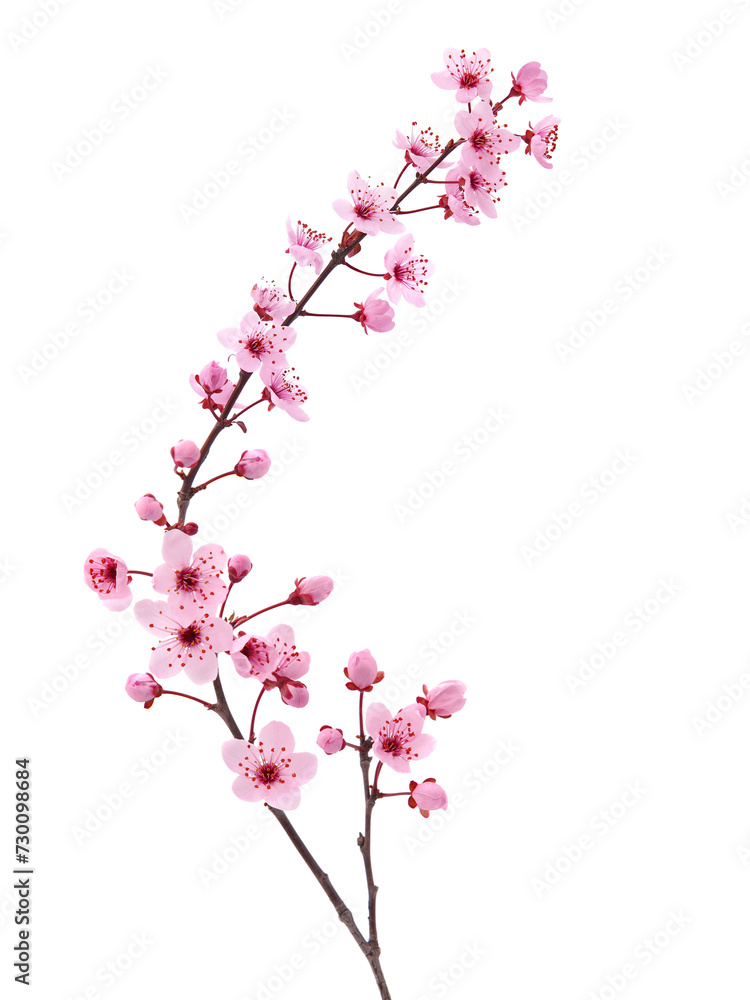 Pink spring blossom. Cherry tree branch with spring pink flowers isolated on white
