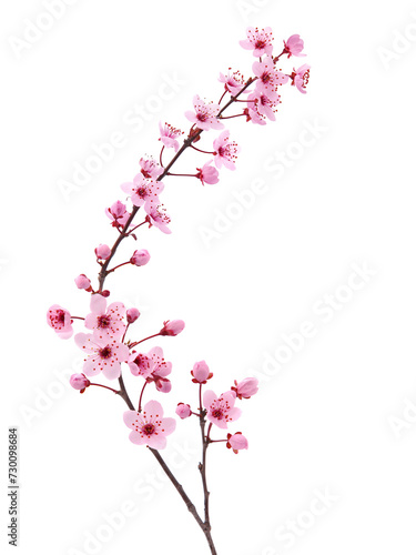 Pink spring blossom. Cherry tree branch with spring pink flowers isolated on white © emilio100