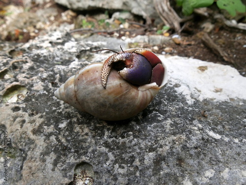 Caribbean hermit crab on a rock, guadeloupe photo