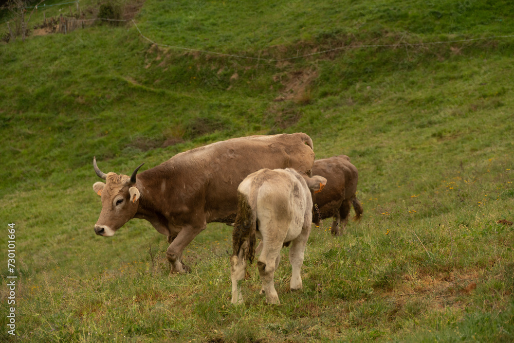 rural cows in the mountains rural cows in the mountains