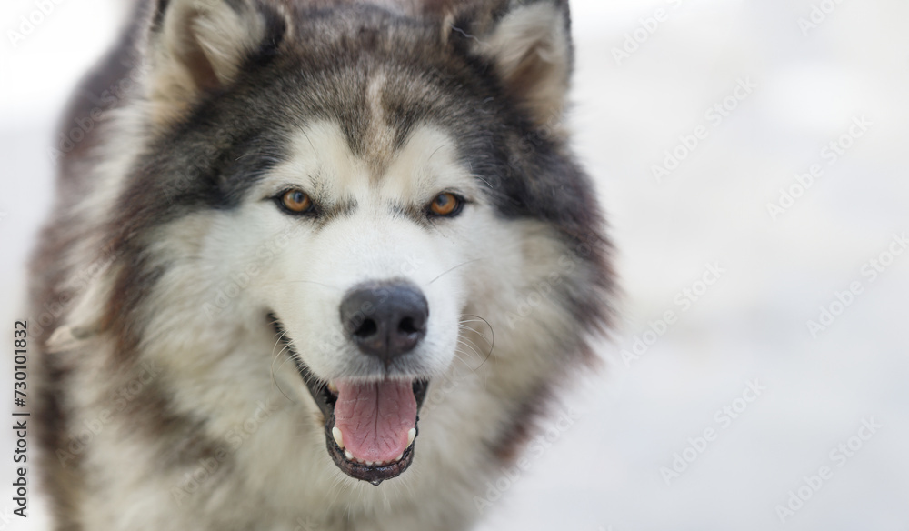 Fluffy Siberian Husky dog male outdoors with copy space
