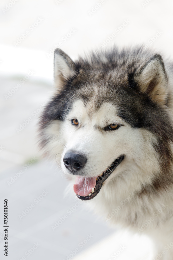Fluffy Siberian Husky dog male outdoors Fluffy Siberian Husky dog male outdoors
