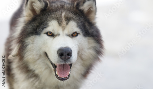 Fluffy Siberian Husky dog male outdoors with copy space