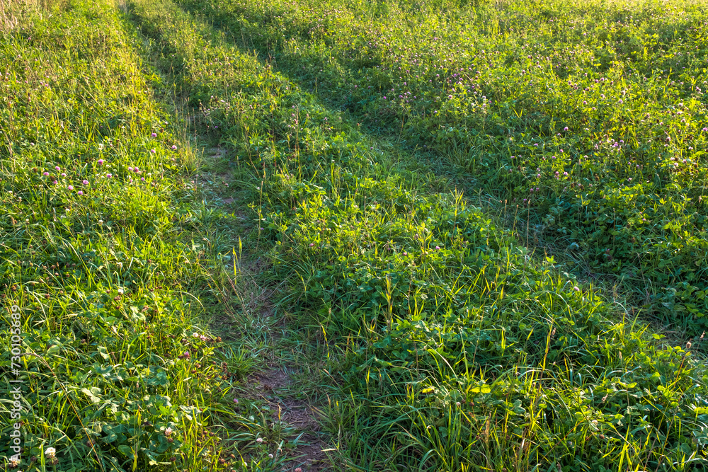 Road among the green grass, close-up. Countryroad in the field for publication, poster, screensaver, wallpaper, postcard, banner, cover, post. High quality photo