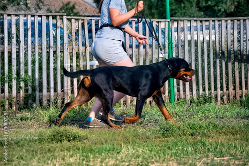 A powerful Rottweiler dog walks in the yard in the summer.