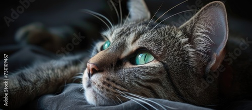 Resting is a beautiful cat with green eyes and gray-black fur. © 2rogan