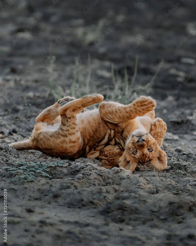 LION CUB UPSIDE DOWN