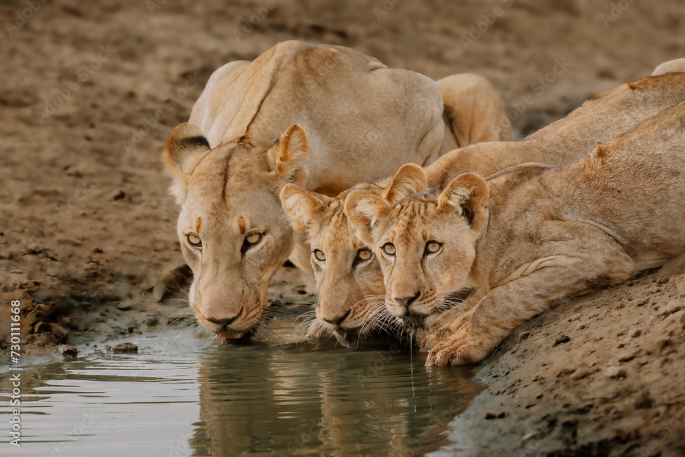 Obraz premium LIONS DRINKING 