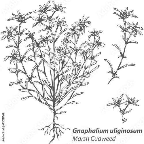 Vector of Marsh Cudweed