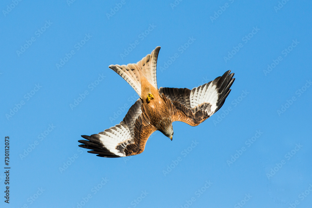 Obraz premium RED KITE DIVE