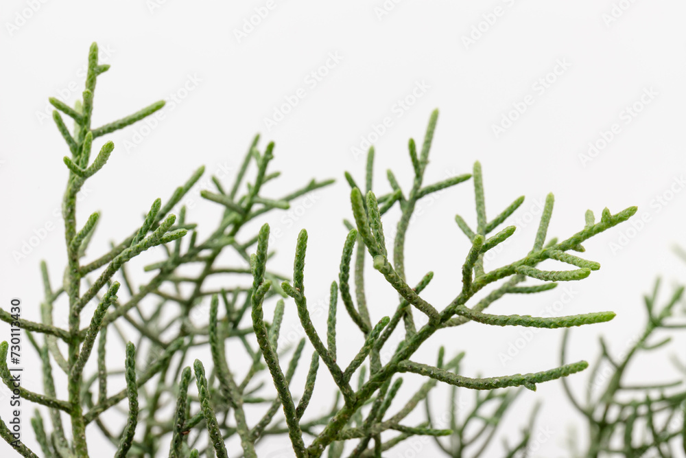 Branch of green thuja on a white background Branch of green thuja on a white background