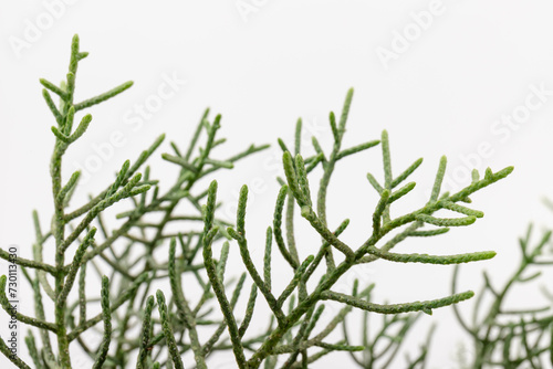Branch of green thuja on a white background © Olga