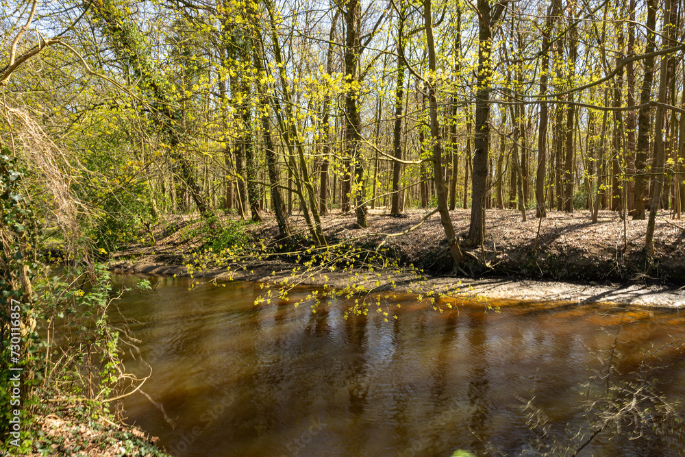 river in the woods