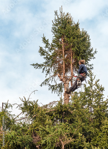 Tree Surgeon cutting the top of a pine tree using a chainsaw with a safety harness and ropes.