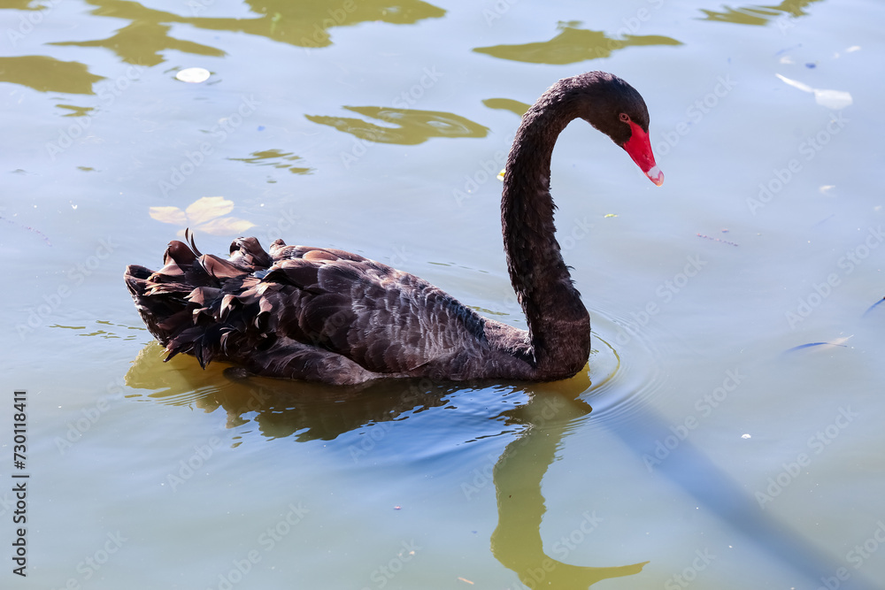 Fototapeta premium Black swan