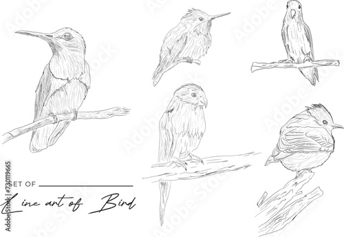 Set of vector illustration hand drawn line art birds