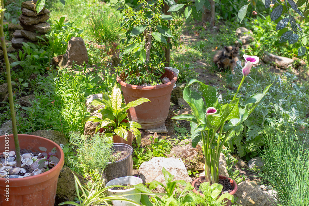 Flowers and plants in the garden at the summer cottage. Landscape design Flowers and plants in the garden at the summer cottage. Landscape design