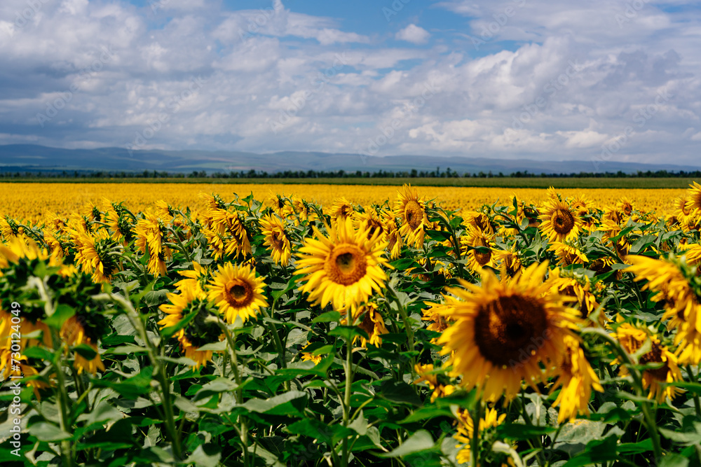 Fototapeta premium A field of blooming sunflowers with a bright blue summer sky and white clouds.