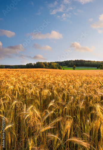 Field in Sweden sunny day