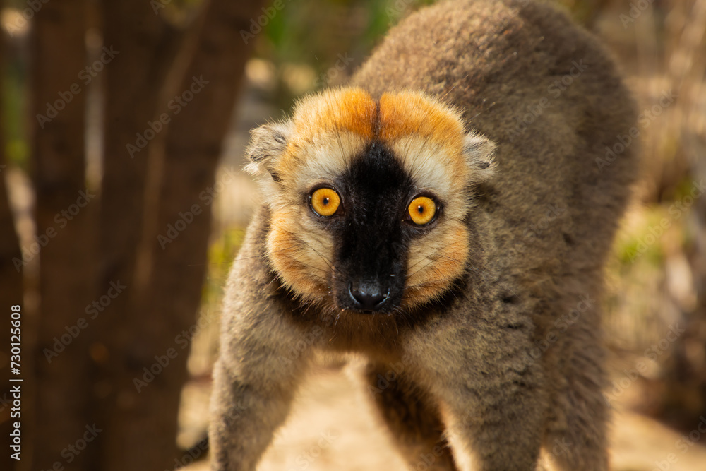 Naklejka premium Red-bellied Lemur - Eulemur rubriventer, Cute primate.