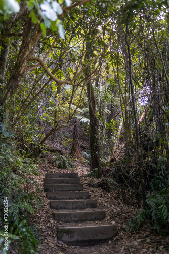 Fototapeta Naklejka Na Ścianę i Meble -  ladder on path between tropical trees on abel tasman island in new zealand